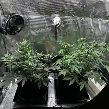 Lemon Cherry Cookies Auto
