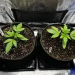 Lemon Cherry Cookies Auto