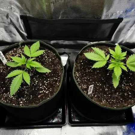 Lemon Cherry Cookies Auto