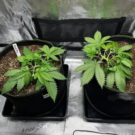 Lemon Cherry Cookies Auto