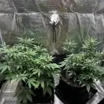 Lemon Cherry Cookies Auto