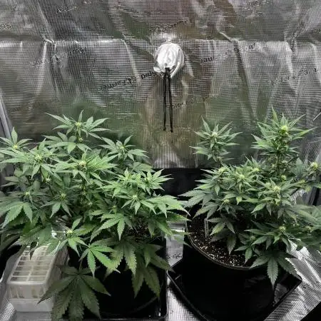 Lemon Cherry Cookies Auto