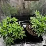 Lemon Cherry Cookies Auto
