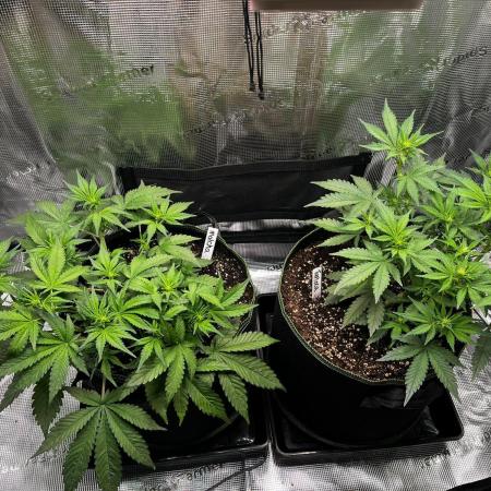 Lemon Cherry Cookies Auto