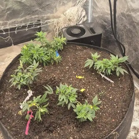 Fall indoor grow