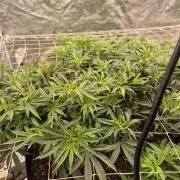 Fall indoor grow