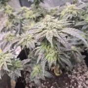 Fall indoor grow