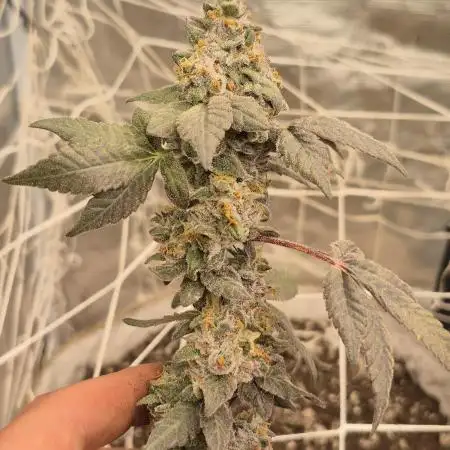 GARY SATAN WHITE WEDDING GMO