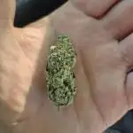 GARY SATAN WHITE WEDDING GMO