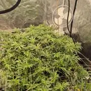 Fall indoor grow