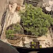 Fall indoor grow