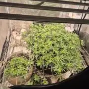Fall indoor grow