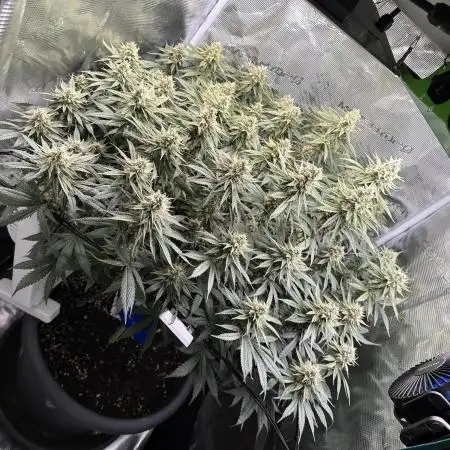 Biscotti Zamnesia