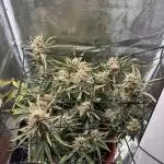 First Grow