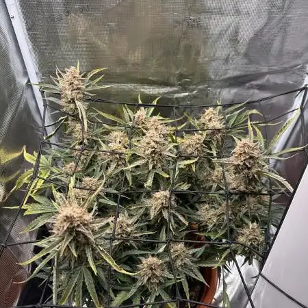 First Grow