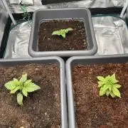 Battle of the substrates