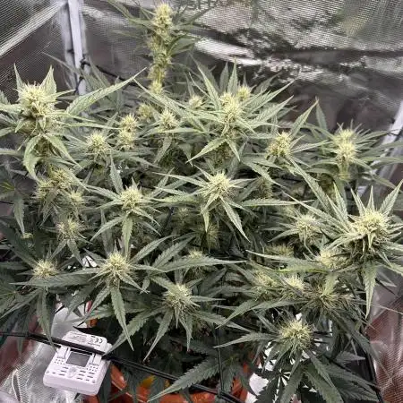First Grow