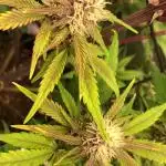 First Grow 🙌🏼🍀🤞🏽🙏🏽