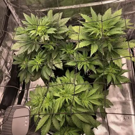 First Grow 🙌🏼🍀🤞🏽🙏🏽