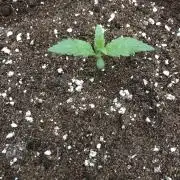 Strawberry Gorilla Auto