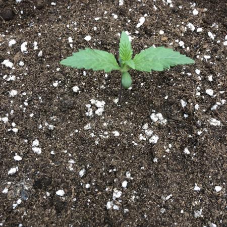 Strawberry Gorilla Auto