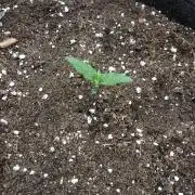 Red Gorilla Girl XL Auto