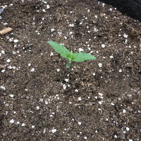 Red Gorilla Girl XL Auto