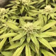 Sour Blucci 🍋 #2