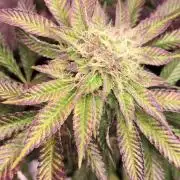 Sour Blucci ⛽️💨🍋 Nina