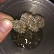 First Grow 🙌🏼🍀🤞🏽🙏🏽