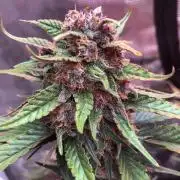 Red Gorilla Girl XL Auto