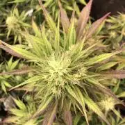 Strawberry Gorilla Auto