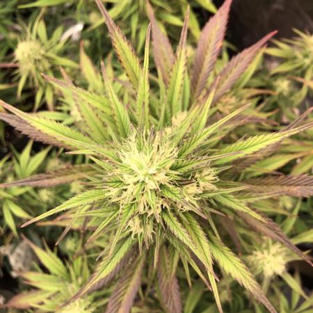 Strawberry Gorilla Auto