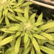 Sour Blucci 🍋 #2