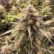 Strawberry Gorilla Auto