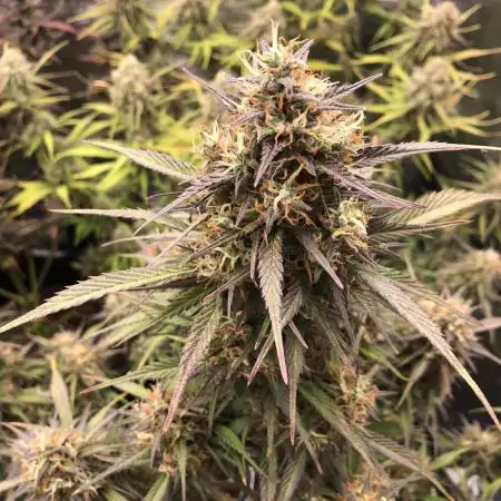 Strawberry Gorilla Auto