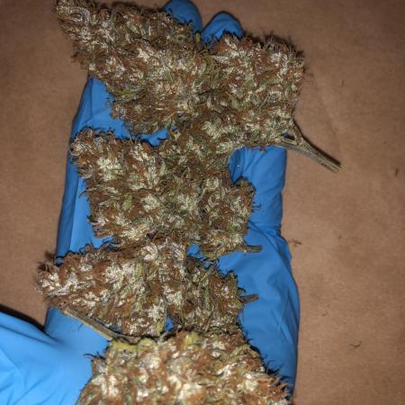 Strawberry Gorilla Auto