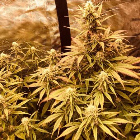 Strawberry Gorilla Auto