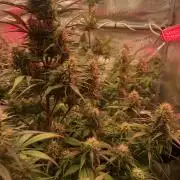 Strawberry Gorilla Auto