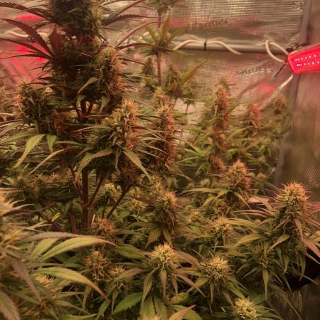 Strawberry Gorilla Auto