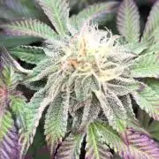 Sour Blucci ⛽️💨🍋 Katy