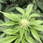 Sour Blucci ⛽️💨🍋 Katy