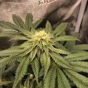 Sour Blucci 🍋 #1
