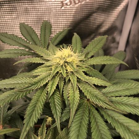 Sour Blucci 🍋 #1