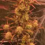 First Grow 🙌🏼🍀🤞🏽🙏🏽