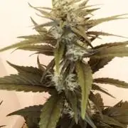 Red Gorilla Girl XL Auto