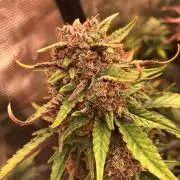 Red Gorilla Girl XL Auto