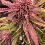 First Grow 🙌🏼🍀🤞🏽🙏🏽