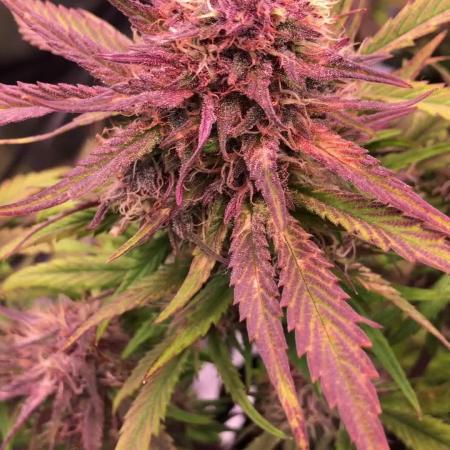 First Grow 🙌🏼🍀🤞🏽🙏🏽