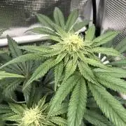 Sour Blucci 🍋 #1